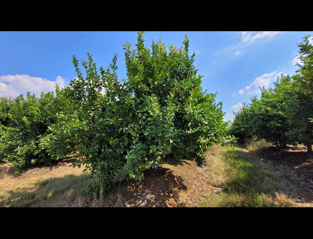 135HA FARM FOR SALE IN NELSPRUIT RURAL